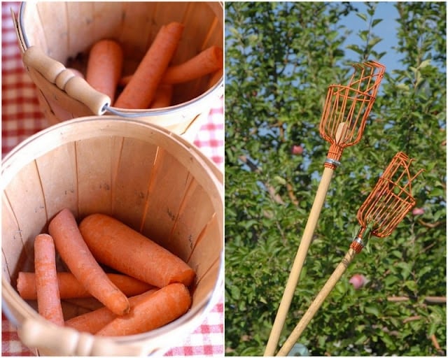 2 photo collage with Carrots to feed horses in a basket on the left and apple grabbers tools on the right