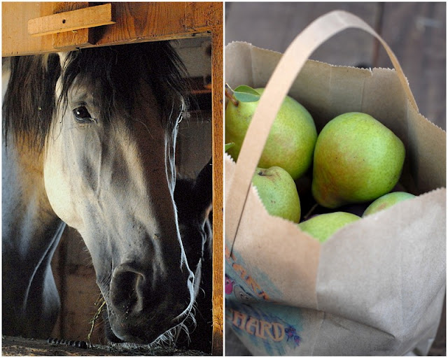 2 photo collage with white Horse in stable on left and fall pears on right 