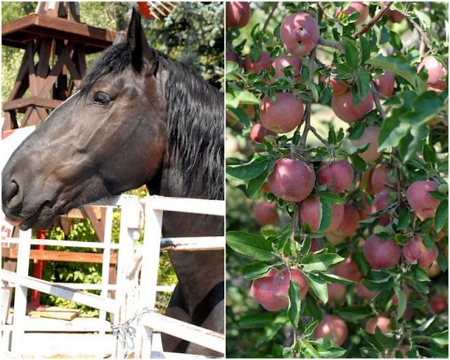 2 photo collage with black Percheron Horse on left and U Pick Apples on trees on right