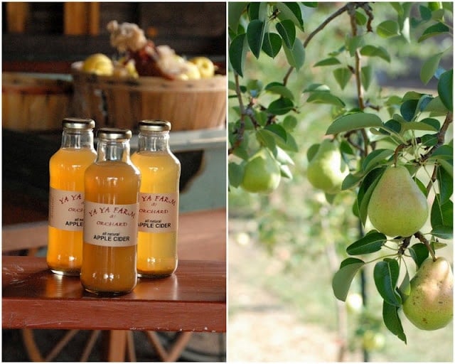 2 photo collage Freshly pressed Apple Cider in bottles on left and Apple Tree on right| BoulderLocavore.com