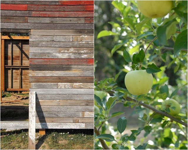 2 photo collage of Old Barn on left and U Pick Apples Ya Ya Farm on tree on right