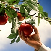 hand picking an apple from a tree