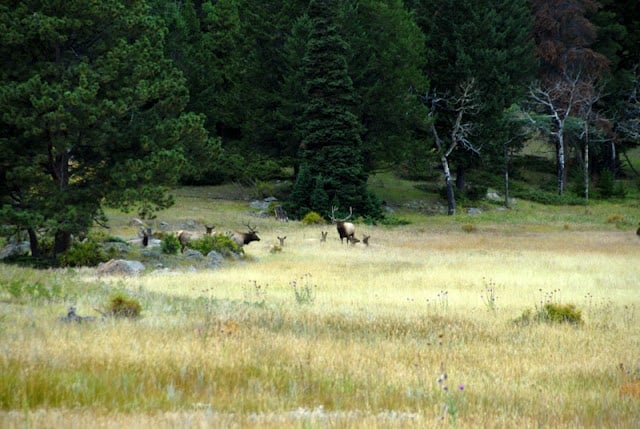 A group of wild elk grazing on a lush green field