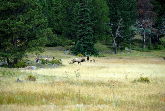 A group of wild elk grazing on a lush green field
