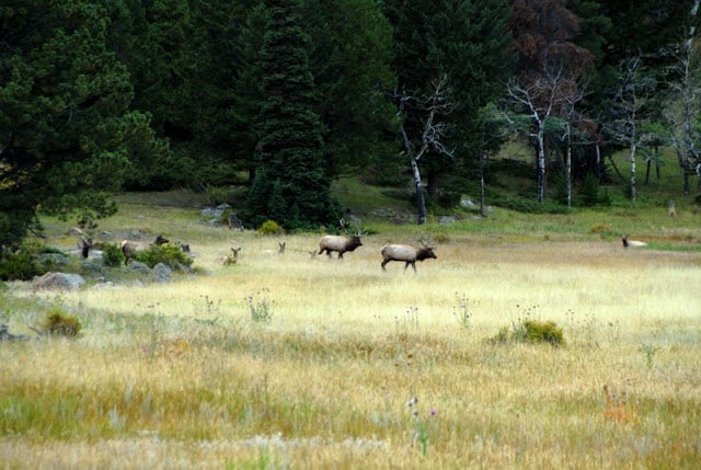 A herd of elk standing on top of a lush green field