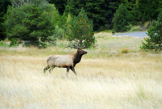 elk in Rocky Mountain National park