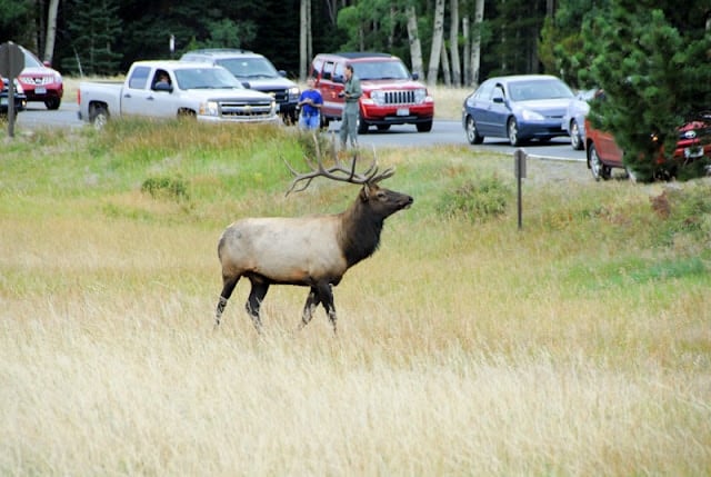 elk in field