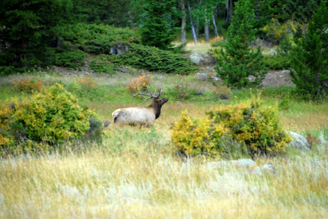 A herd of elk walking across a lush green field