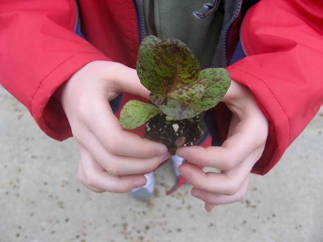 Child\'s hands holding pot of lettuce