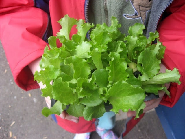 School Garden-to-Table Lettuce Planting