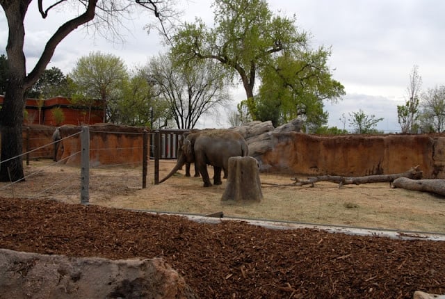 A group of elephants standing on top of a dirt field