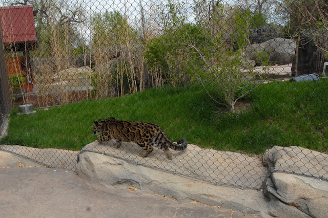 A wild cat in a zoo enclosure
