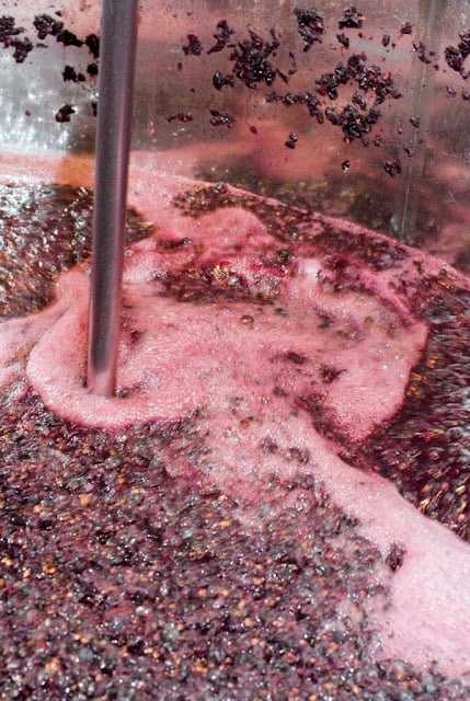 grapes in wine vat