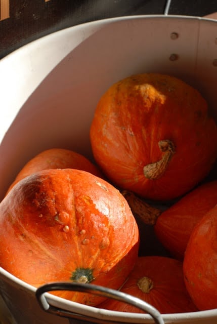 bin of orange squash