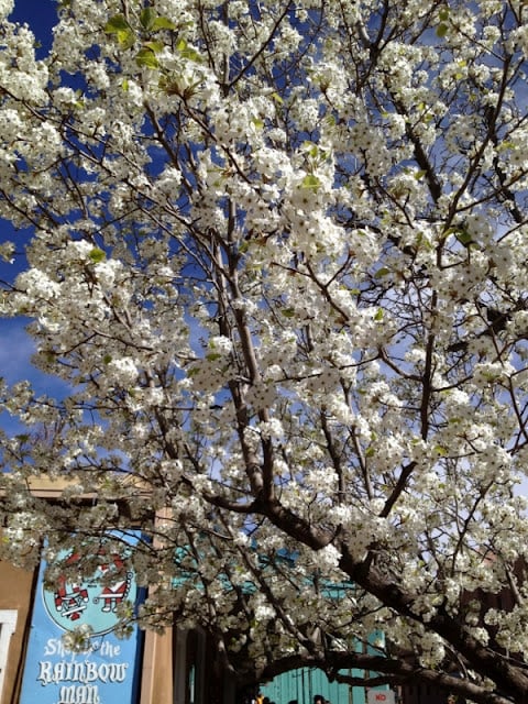 flowers on a tree