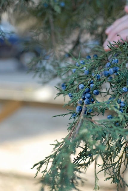 berries on juniper bush