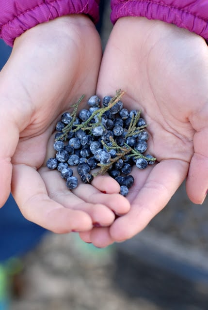 juniper berries in childs hands