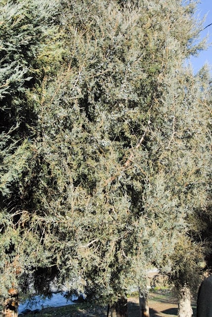 juniper bushes