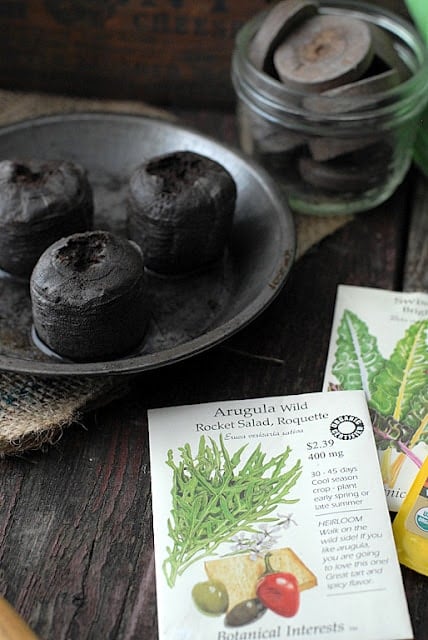 seed peat pots in a saucer