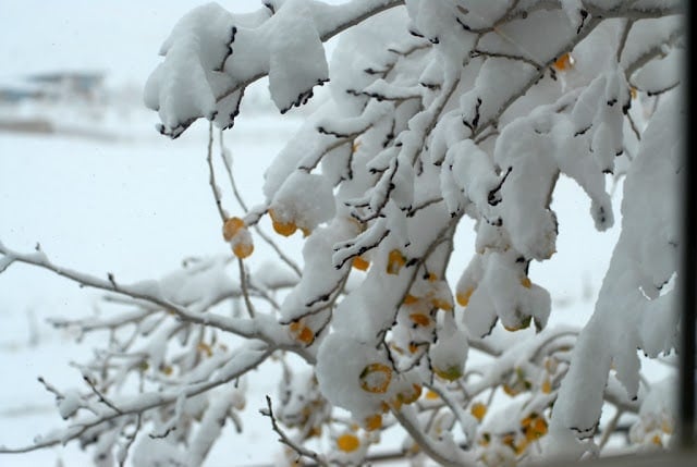 snow covered tree branches