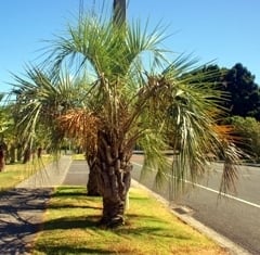 A palm tree on the side of a road