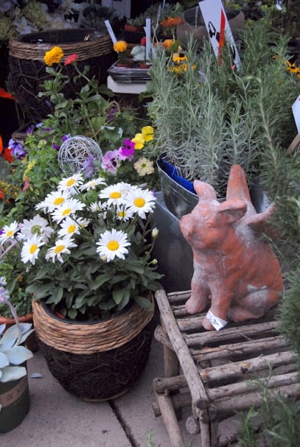 potted plants and resin pig with wings