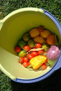 backyard garden product harvest