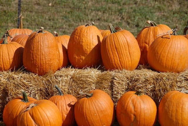 Pumpkins on hay bales 