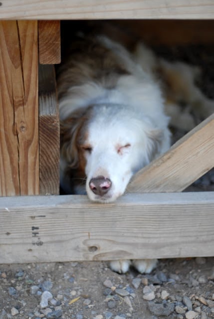 A dog lying on top of a wooden fence