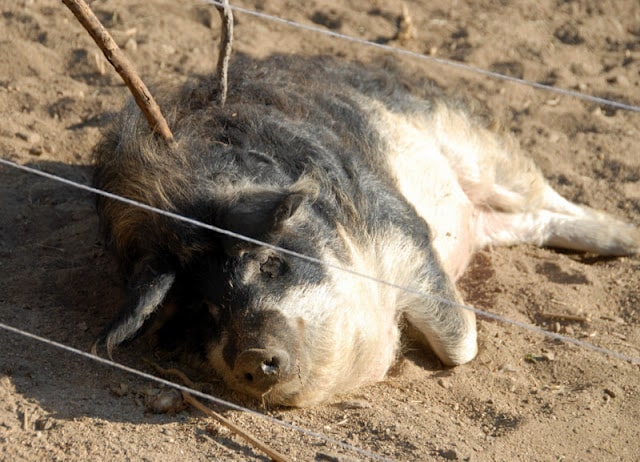 A close up of a pig lying in the dirt