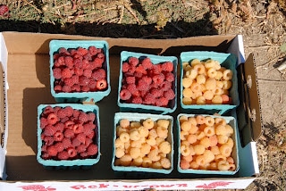 baskets of pick your own raspberries - red and golden