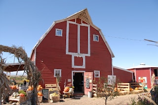 red barn at Berry Patch Farms harvest time