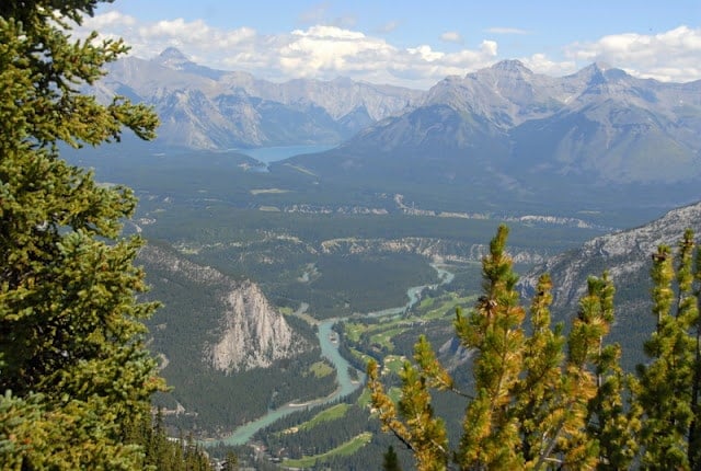 A tree with a mountain in the background