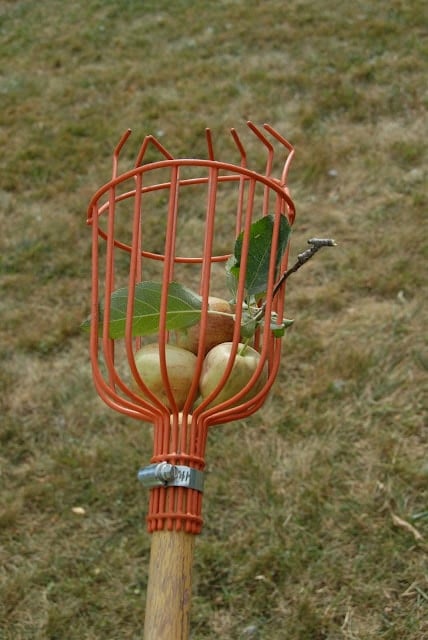 A apple picking basket on a wooden pole