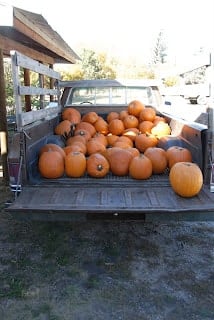 pumpkins in pick up truck bed