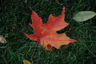 fall maple leaf on ground