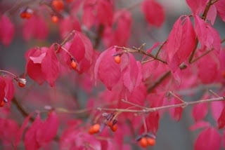 A tree with pink flowers