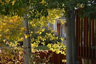 A tree next to a fence