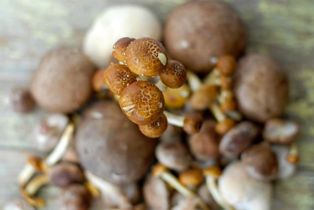 close up mushroms