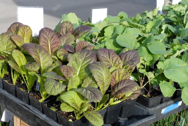 lettuce starters