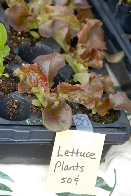 lettuce starters