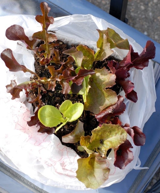 lettuce starters