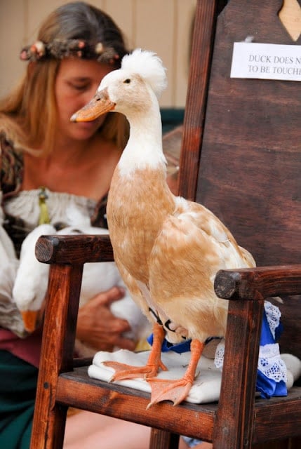 A duck sitting on top of a wooden table