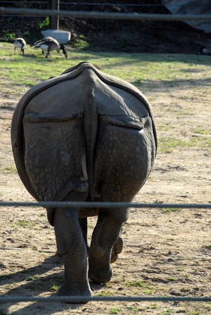 A rhino that is standing in the dirt