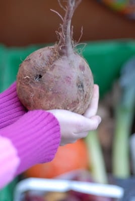childs hands holding a large beet