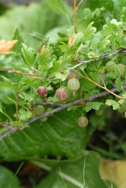 gooseberries on bush