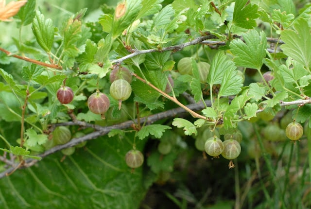 gooseberries on branch