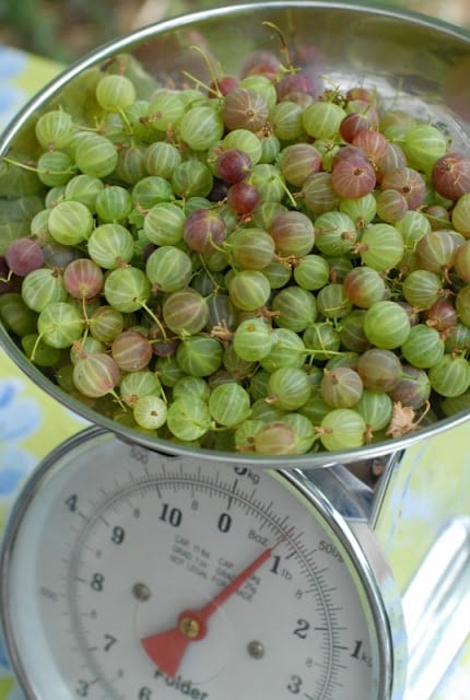 gooseberries in silver scale bowl