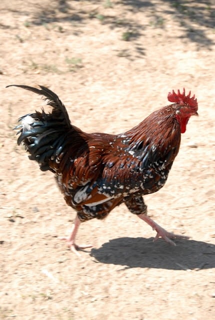 rooster walking