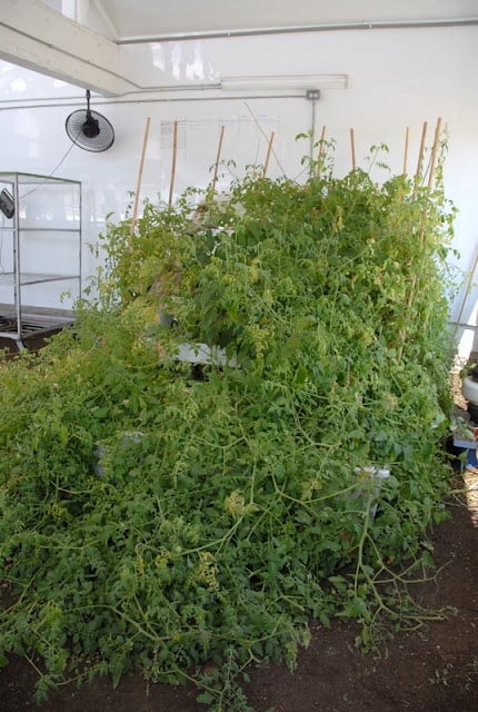 indoor tomato plants